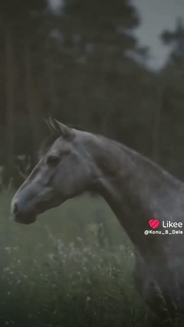 И снова привет от лошадей-//
