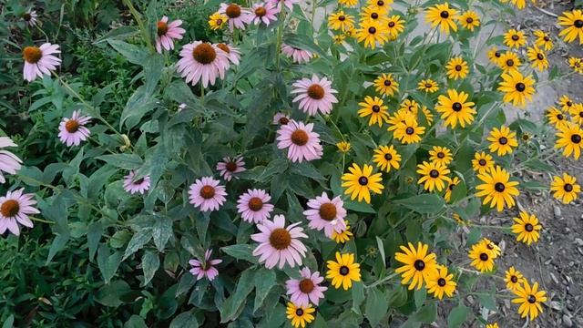 ВИДЕО ПВН ББ (910)