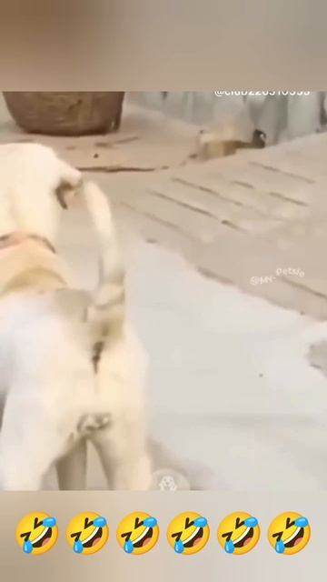 маленькие психопаты