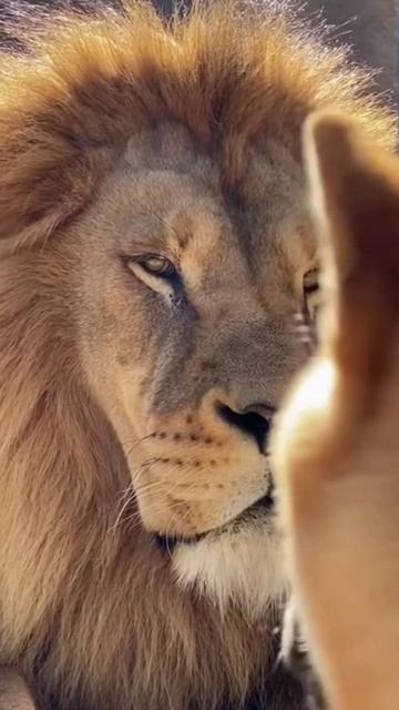 Невозмутимость 🦁