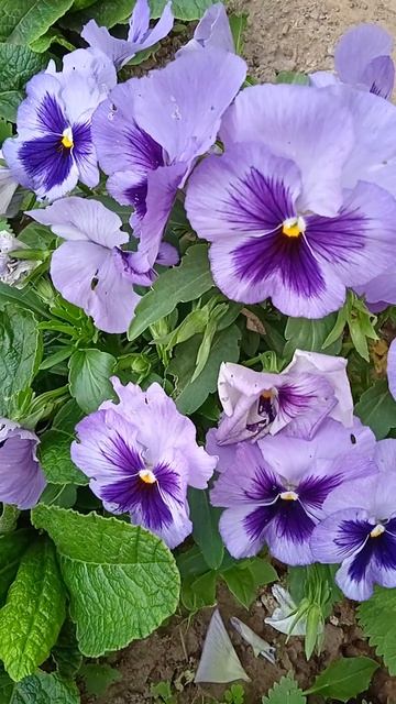 Фиалка от самосева