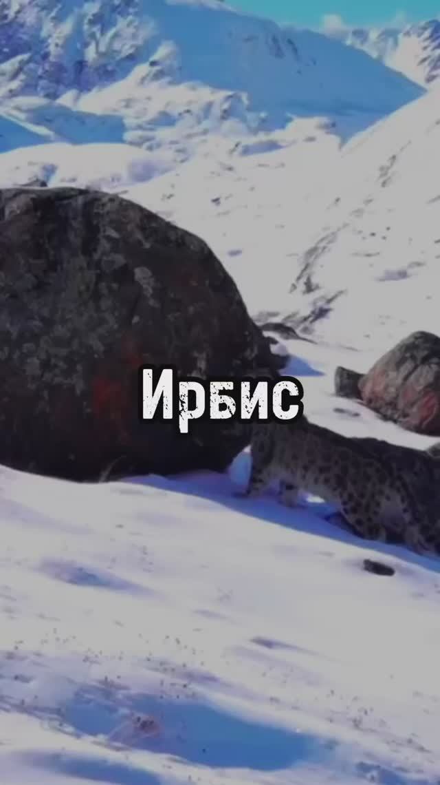 Красавец в заповеднике!