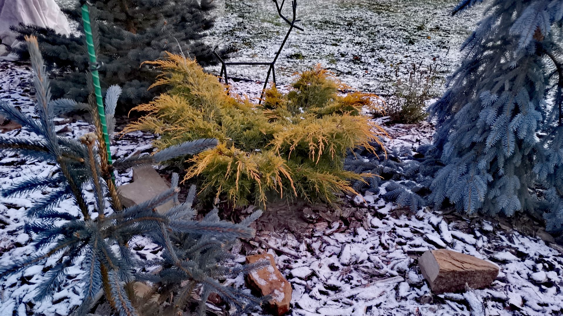 СКАЗОЧНЫЙ ЦВЕТ ХВОЙНЫХ в мороз!❄️🌲❄️Последняя прогулка года! 14.12.2025г #сад #дача #обзор #garden