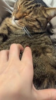 Шкура настоящего писца 🤣