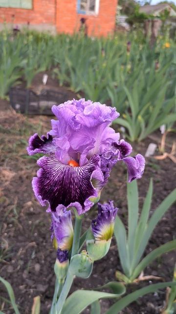 Ирис CAPTAIN THUNDERBOLT (B. Blyth, 2011).mp4