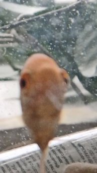 памагите (юмор)