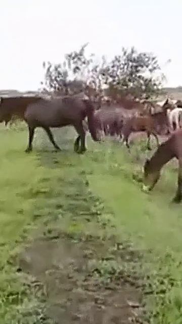 Премьера / Большой табун / Крутая музыка