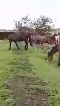 Премьера / Большой табун / Крутая музыка