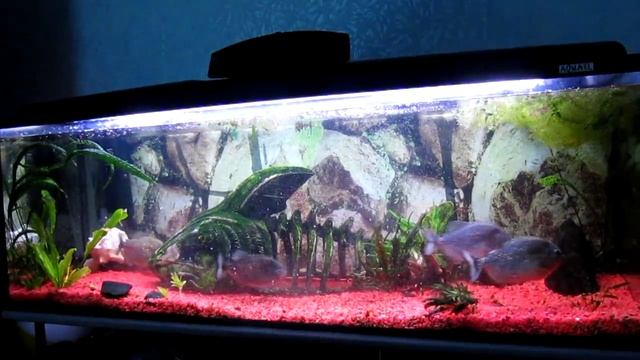 Пираньи окуня влёгкую съели