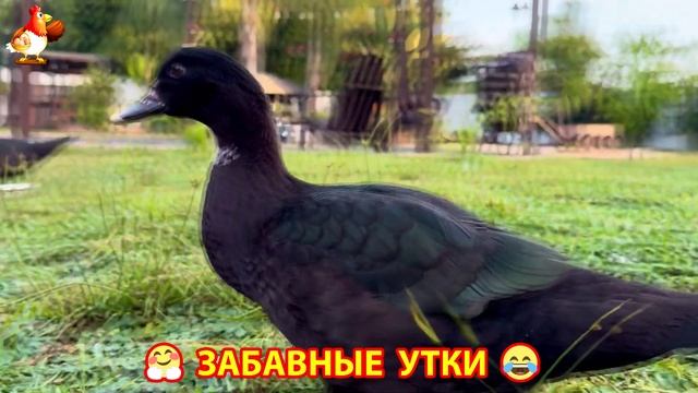 Забавные утки мускусные и пекинские на свободном выгуле со своими друзьями ч.(314) ❣️🤗😂