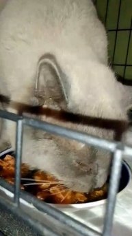 Сегодня наше утро доброе) Сильвер впервые покушал сам! Мальчик очень хочет жить! Челюсть вроде бы ст