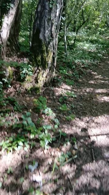 От санатория Архипо-Осиповка иду по тропинке на горе Медведь на Черном Море