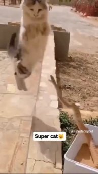 Видео от МЯУтаверс – как метавселенная, но с котами