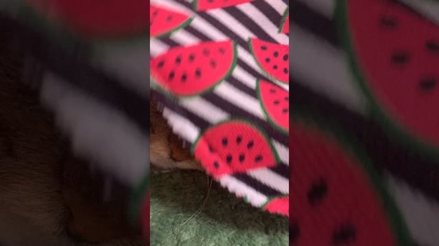 Кото – школа