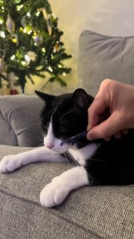 прикол над котом.mp4