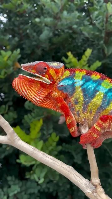 Среди хамелеонов, Пантеровый является непревзойдённым лидером по количеству цветовых морф