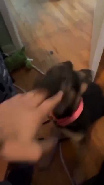 Видео от МЯУтаверс – как метавселенная, но с котами