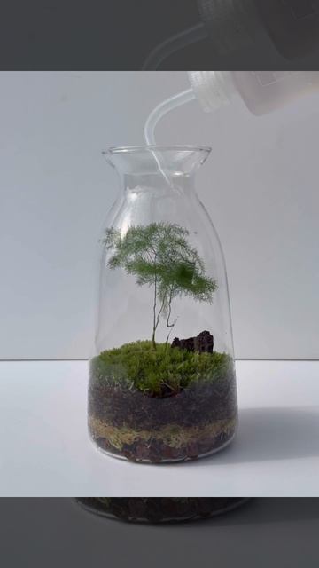 Флорариум стеклянный экосистемы