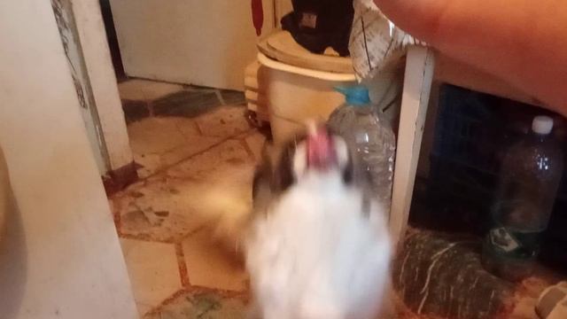 Гаврюша, ко мне!
#иринаганье #смешныеживотные #команды