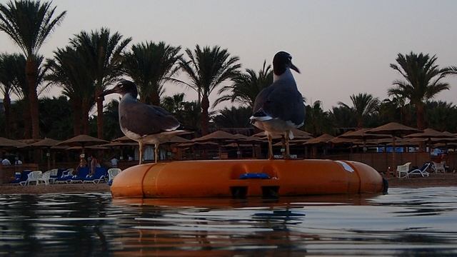 Чайки на закате.20.11.2025  Родной Форт Арабеск.