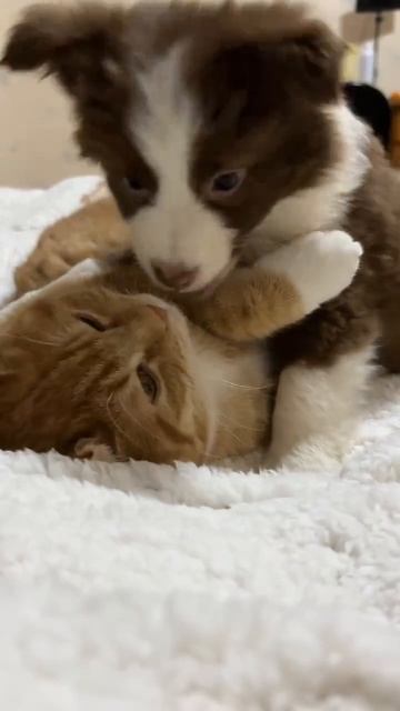 Автор видео: sweetcatclub