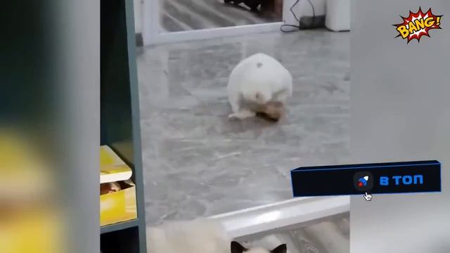 ПРИКОЛЫ С ЖИВОТНЫМИ ДО СЛЕЗ #164 Смешные КОТЫ И СОБАКИ Приколы 2026