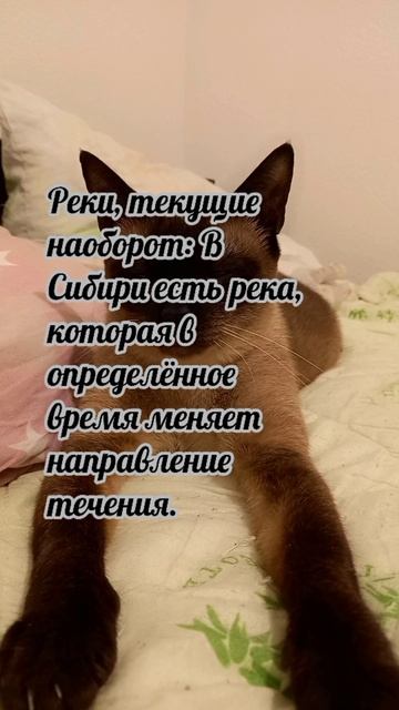 Клеопатра
#факты #история #уход #жизнь # #радость #интересно #рекомендации #популярное #подборка #ко