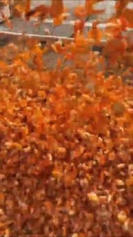 Сушка креветок на солнце — традиционный метод консервации, удаляющий влагу и предотвращающий порчу