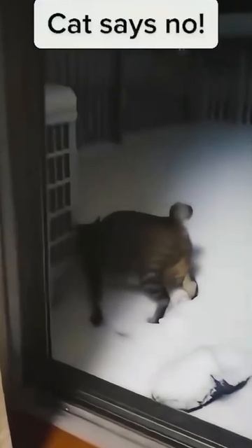 Снег Котоподборка