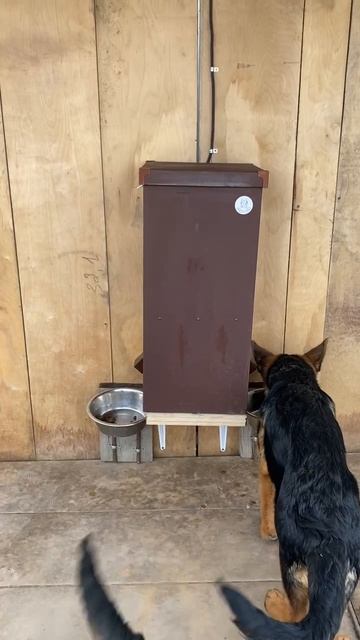 Автоматическая кормушка для собак.
Автоматическая система для кормления 2 собак одновременно.