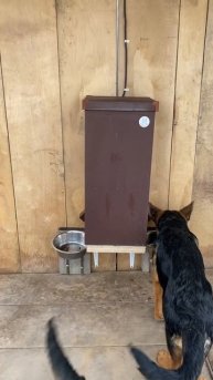 Автоматическая кормушка для собак.
Автоматическая система для кормления 2 собак одновременно.