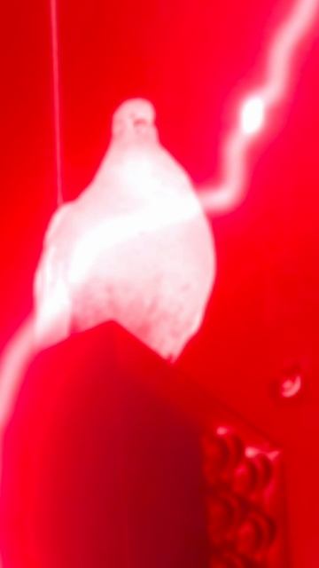 Голубь тусэ