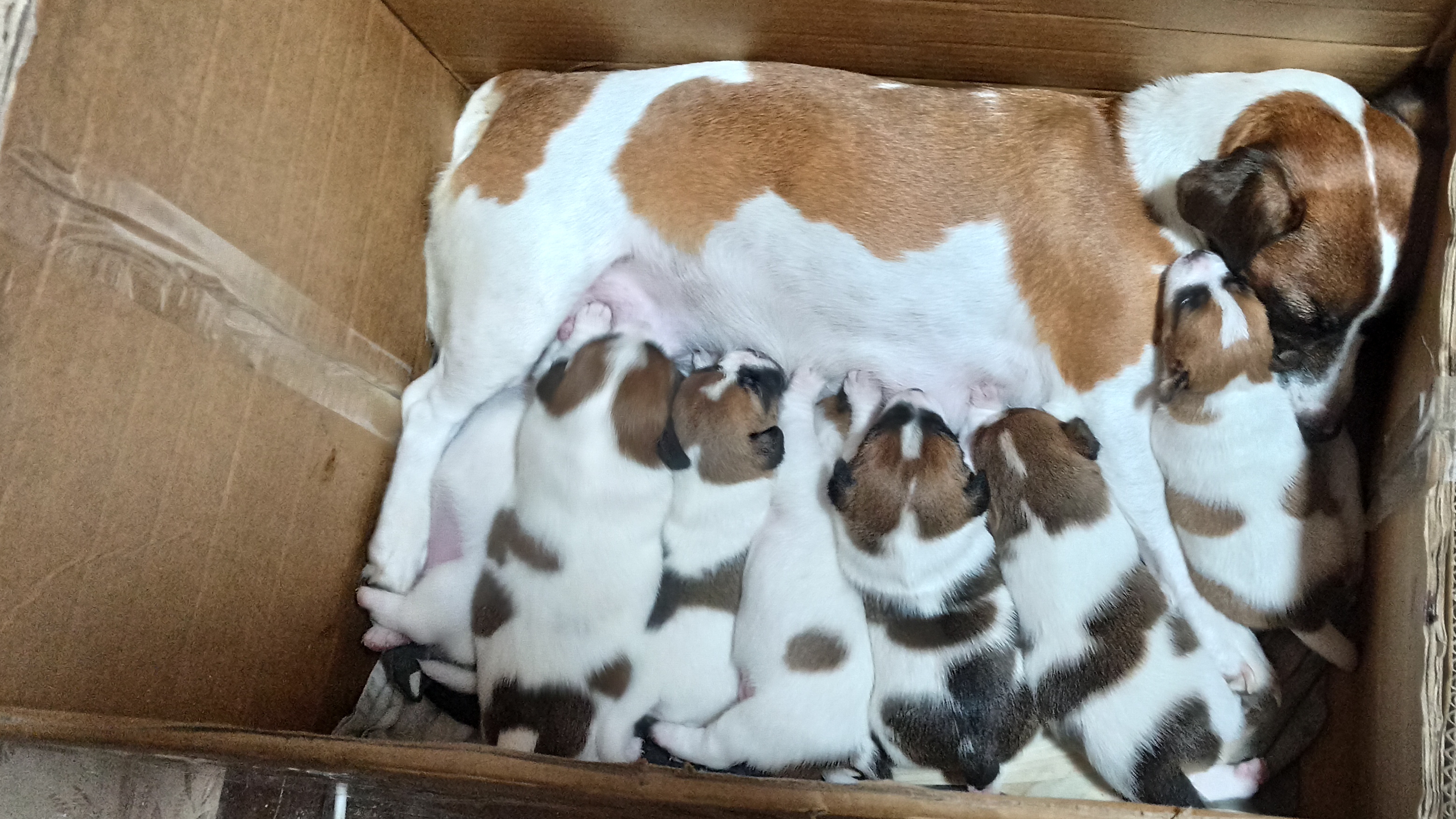 Щенкам 3 недели. Играют. Рассел.