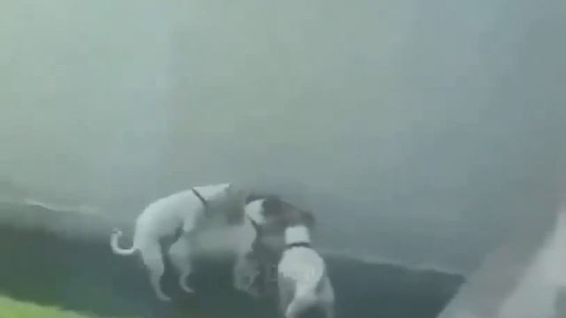 За что здесь блин вообще происходит