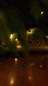 «Наряди ЁЛКУ» Нейротрейлер