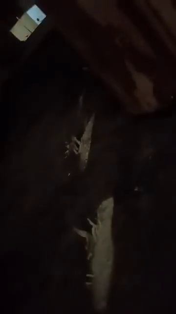 Почистил дымоход газовым балончиком кинув его в топку  ЛОПНИТЕ СО СМЕХА!!!!!