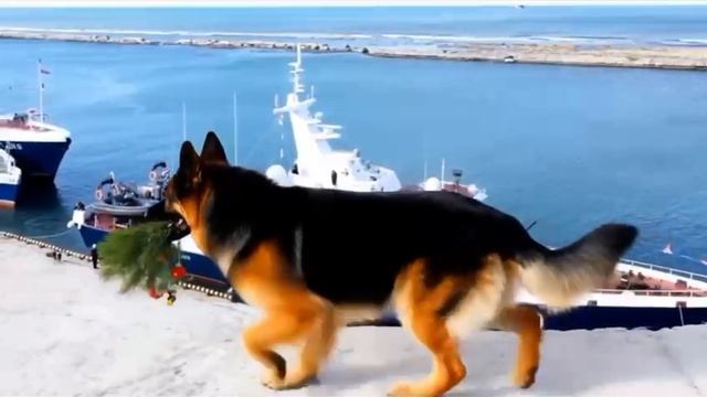 Новогоднее пограничное поздравление голицынцев