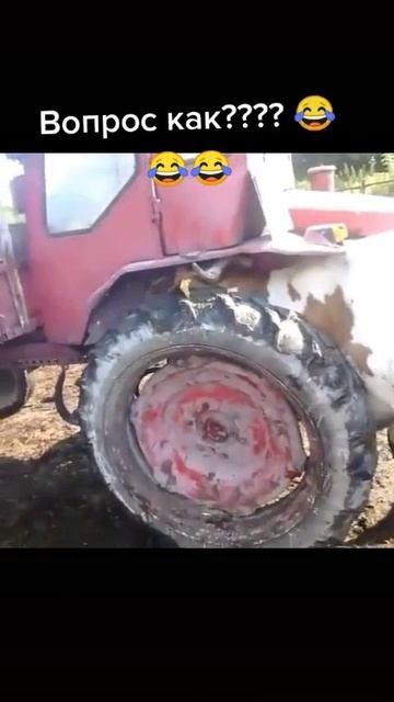 Карова в тракторе