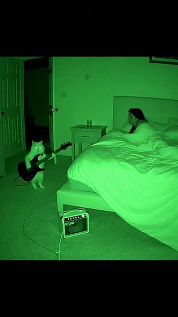 Котик играет посреди ночи