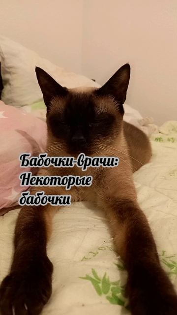 Клеопатра
#факты #история #уход #жизнь # #радость #интересно #рекомендации #популярное #подборка #ко