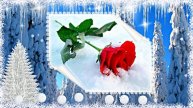 Розы в Зимнюю пору 1 от Киностудии Мудрого Кота Тимофея!