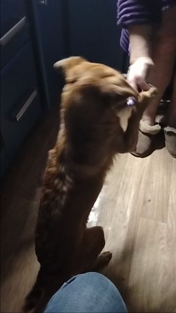 учим команду ,,лапки”