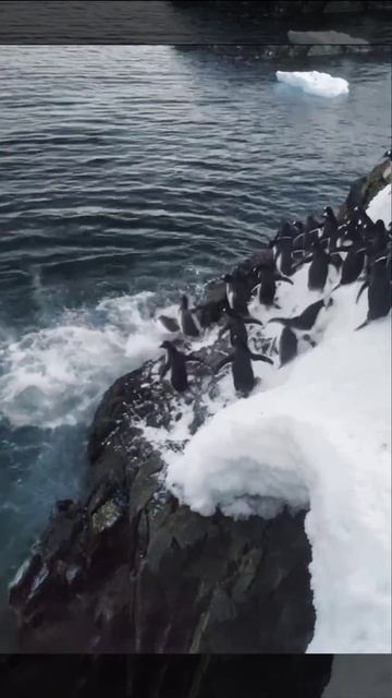 Пошли купаться 🐧🐧🐧🐧🐧🐧🐧🐧