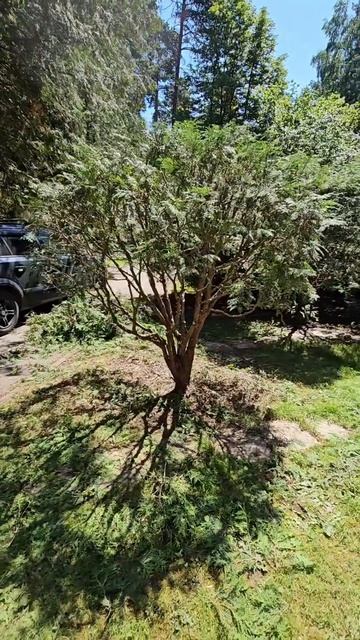 Прореживание туи в японской традиции сукаси