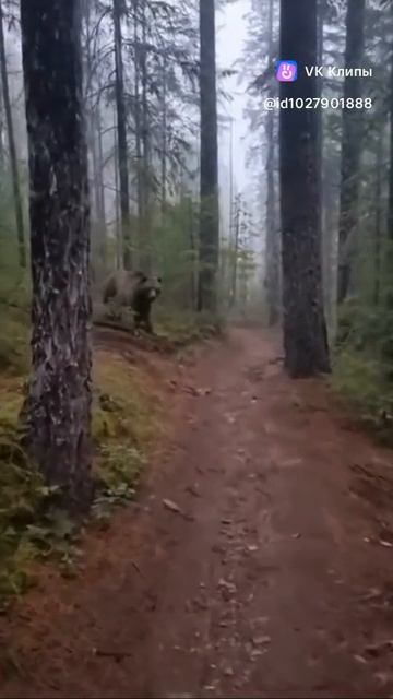 Опасные встречи с опасными животными