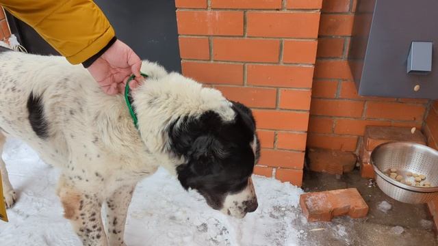 Автоматическая кормушка для собак(отзыв)
Автокормушка 
Кормушка для собак