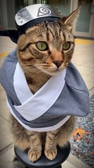 кот самурай