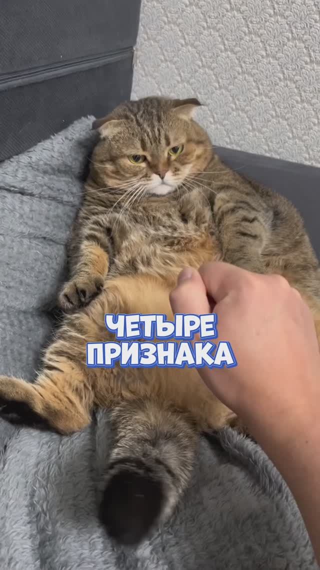 Четыре признака ❤️