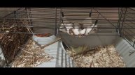 Морская свинка любит свой дом, играет активно в игры,бегает ,и как всегда ест