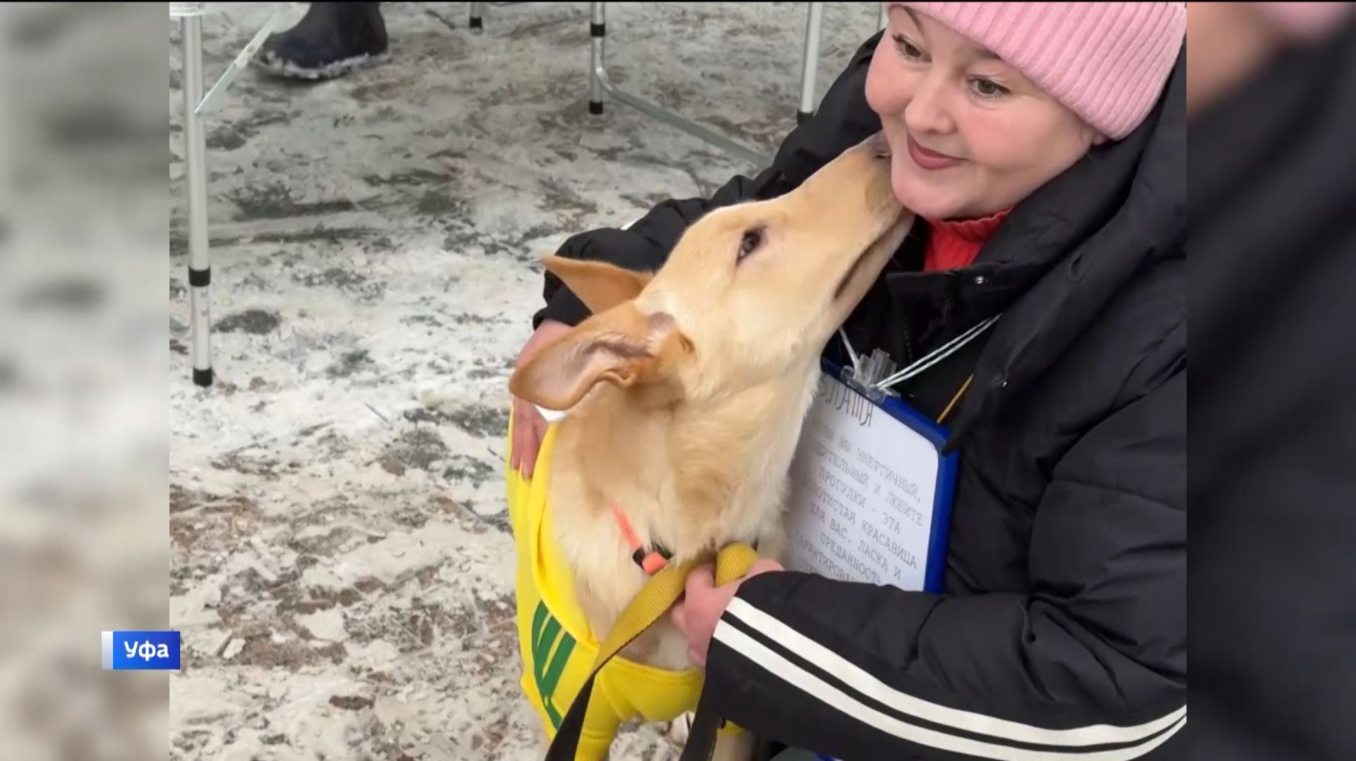 В Уфе благодаря акции «Ищу человека» 12 собак нашли своих хозяев